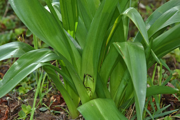 Herbstzeitlose, Fruchtstand, Colchicum autumnale, autumn crocus