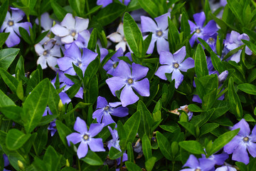 Immergrün, Vinca major, indeciduous