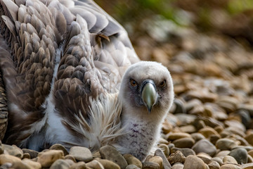 portrait of a vulture