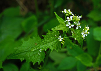 Knoblauchsrauke, Alliaria petiolata, garlic mustard