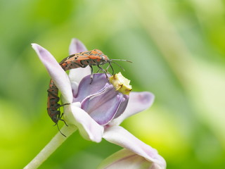 Two Red Cotton Bugs (Pyrrhocoridae) mating on crown flower with green nature blurred background.