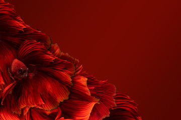 Concept red background of red half moon long tail Betta Fighting with clipping path. Rhythmic of Betta Siamese fighting fish, Betta splendens Pla-kad Thai, popular aquarium fish. 