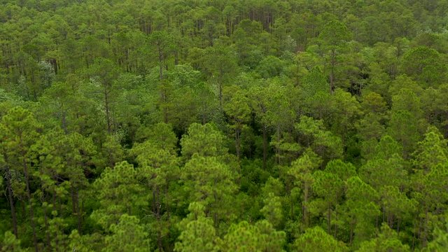 Forest of trees aerial 4k
