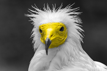 Obraz premium bird of prey