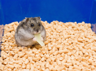 little hamster eats