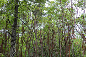 For&ecirc;t Wood de Walton, East Hants, Nouvelle-&Eacute;cosse Nova Scotia Canada
