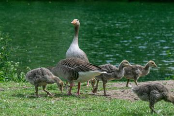 Family of adult and gosling greylag geese (anser anser)