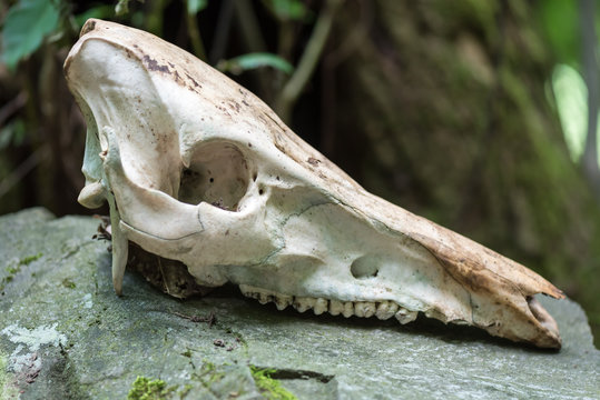 Wild boar skull closeup