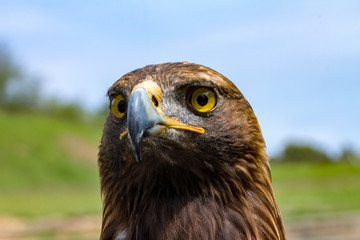 portrait of eagle