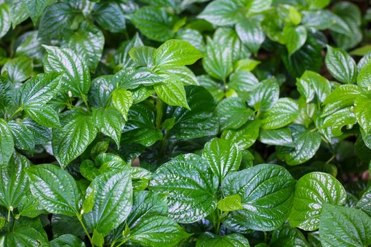 Chaplo leaves in the garden