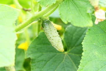 young baby green cucumber on plant in garden