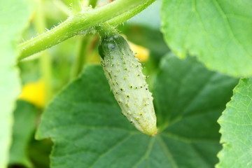 young baby green cucumber on plant in garden