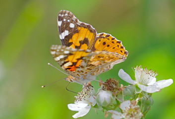 big beautiful butterfly