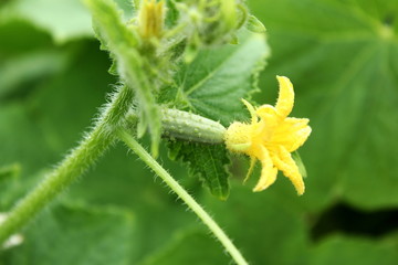 young baby green cucumber on plant in garden
