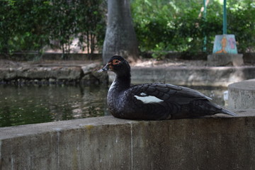 Fototapeta premium pato sentado frente a un lago 