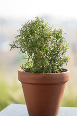 Wild rosemary close up