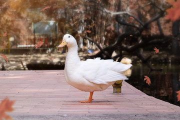 Pato blanco posando frente a un lago con hojas de otoño