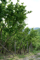 Alberi di nocciole, Campania, Italia, Giugno 2019.