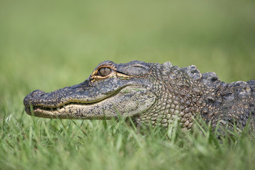 Young American Alligator on lawn