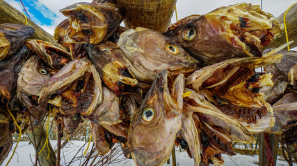 Lofoten stock fish - Drying - Norway