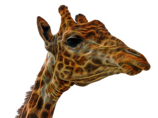 fractal Giraffe head face
