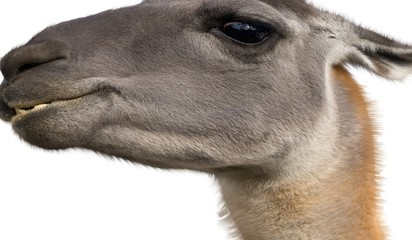 Obraz premium Beautiful lama portrait