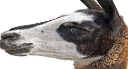 Obraz premium Beautiful lama portrait on a white background