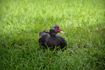 pato mirando de frente a la cámara sentado en césped verde en el bosque o un parque