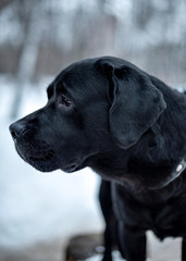 black labrador dog