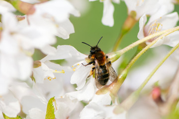 Bee collecting pollen in white blossoms