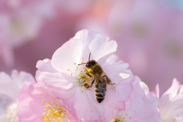 Bee at pink cherry blossoms