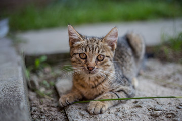 Cat