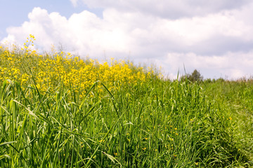 Agricultural landscape in sunny day (Poland)