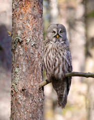 Great grey owl