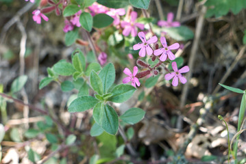 Saponaria ocymoides