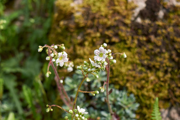 Saxifraga hostii