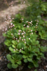 Saxifraga umbrosa