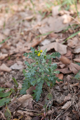 Senecio vulgaris