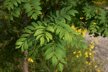 Sorbus aucuparia