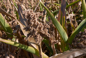 Sorghum bicolor