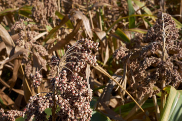 Sorghum bicolor