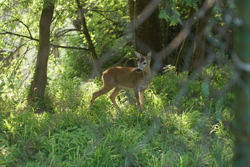 Animals In The Zoo In A Cage