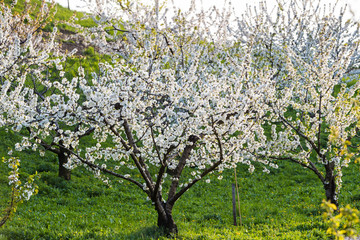 Obraz premium Spring