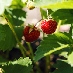 Close-up of the ripe strawberry in the garden. Summer, spring concepts. Beautiful nature background. Ripe strawberries on a bush to the garden. Macro view of abstract nature texture