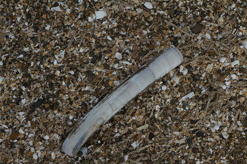 Close up of a razor clam on a beach full of broken shells and pebbles