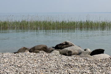 Naklejka premium a bed of reeds and stones on the lake shore