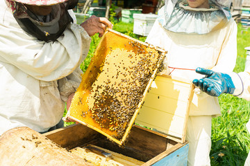 A beekeeper is holding a frame with honey and bees. Beekeeping work on the apiary. Selective focus.