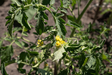 Obraz premium Growing tomatoes on bed. Tomato flowers on the stem