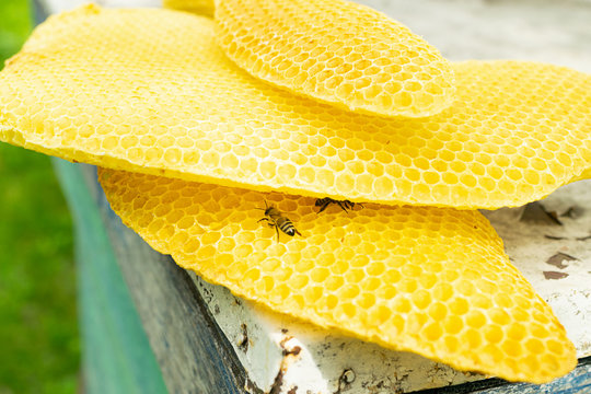 Natural wax in honeycombs and in round forms. Beekeeping work on the apiary. Selective focus. H