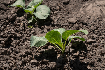 Young sprouts of cabbage. Cabbage seedlings in the garden. greenhouse plants, seedlings in the greenhouse, selective focus, blur. Gardening.